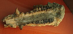 Hyotherium soemmeringi