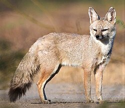 Bengal fox Vulpes bengalensis