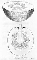 Sections of a breadfruit