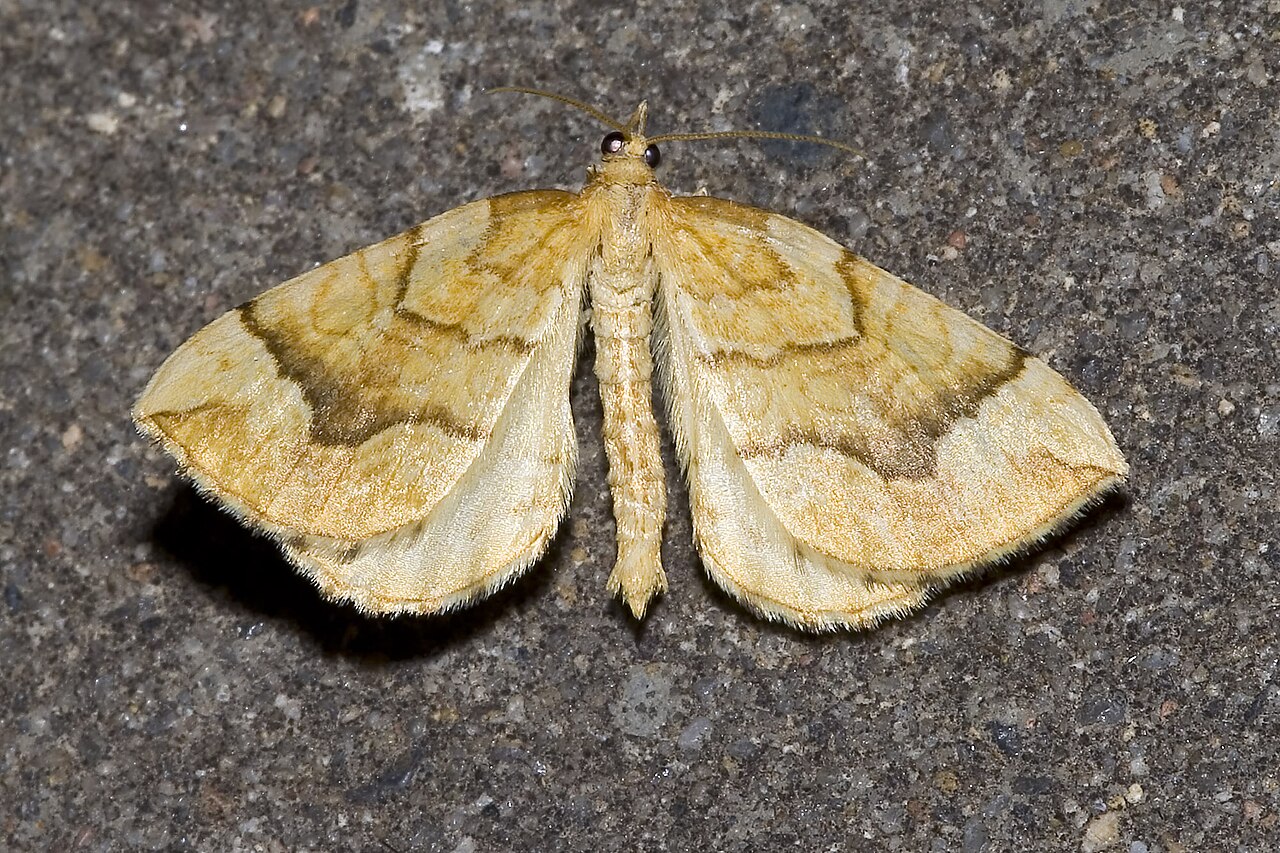 Eulithis.mellinata.7206.jpg