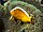Photo of species
