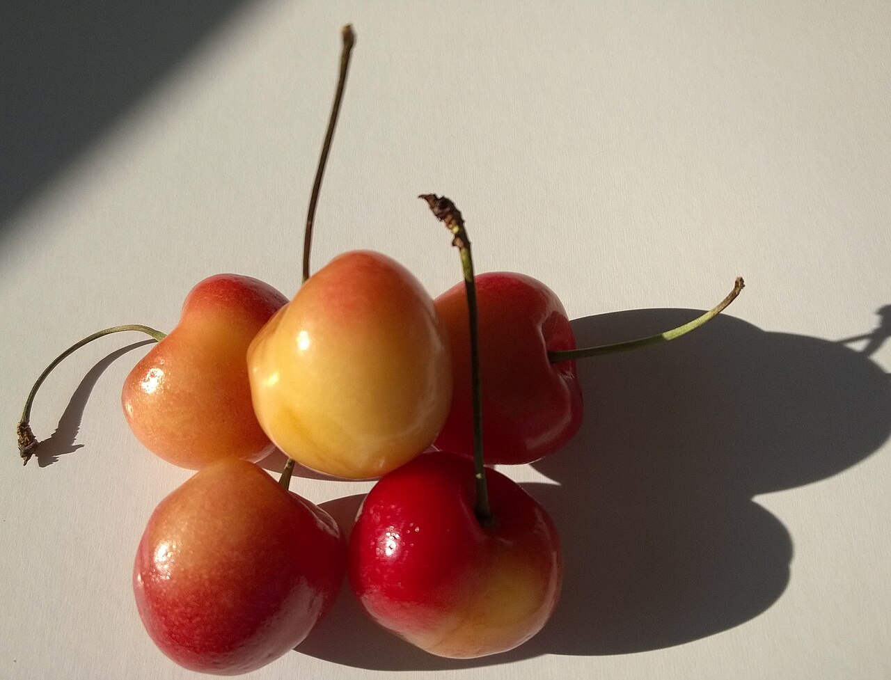 Washington USA Rainier cherries.jpg