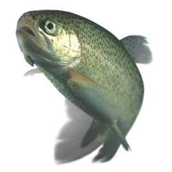 a rainbow trout fish
