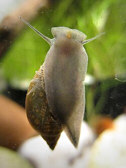 A view of Physella acuta's lower body