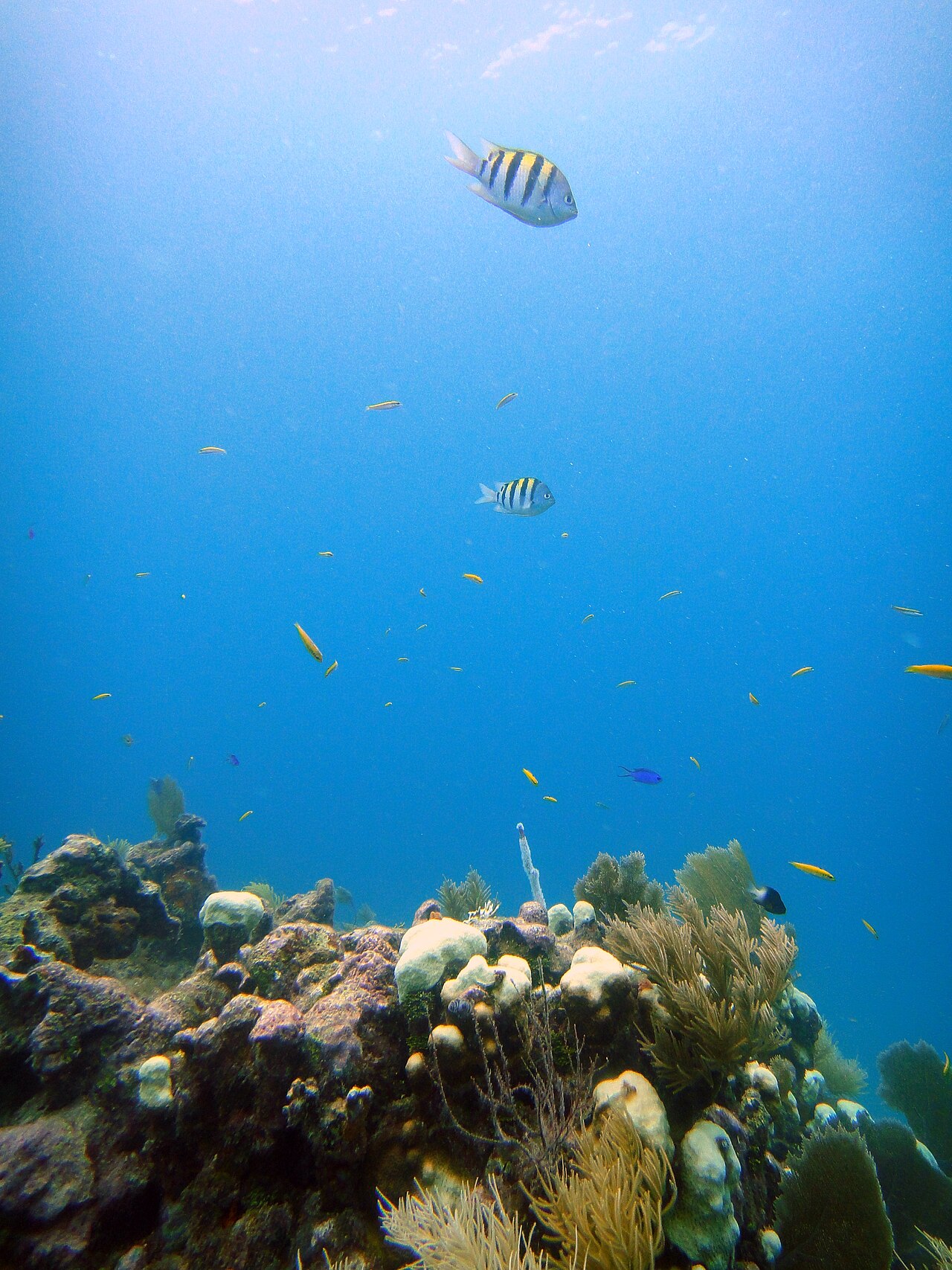 Sergeant Major Fish over French Reef, Key Largo (15274791130).jpg