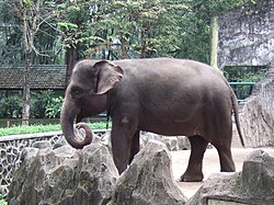 Sumatran elephant
