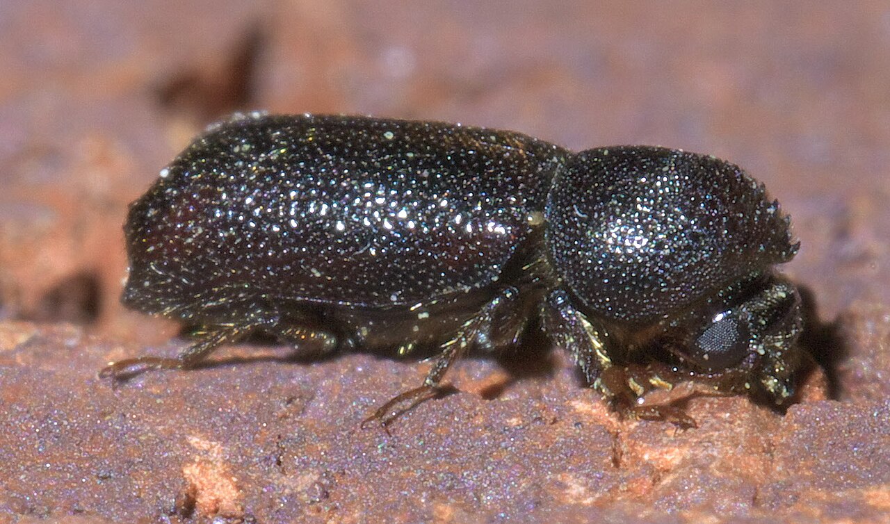 Prostephanus punctatus P1370370a.jpg