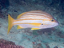 Spanish flag snapper swimming in the Ocean
