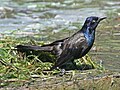 Iridescent male common grackle