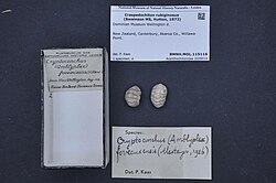 Preserved specimen of "Notoplax rubiginosa", formerly called "Craspedochiton rubiginosus"