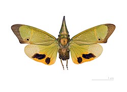 Fulgorinae: Odontoptera carrenoi