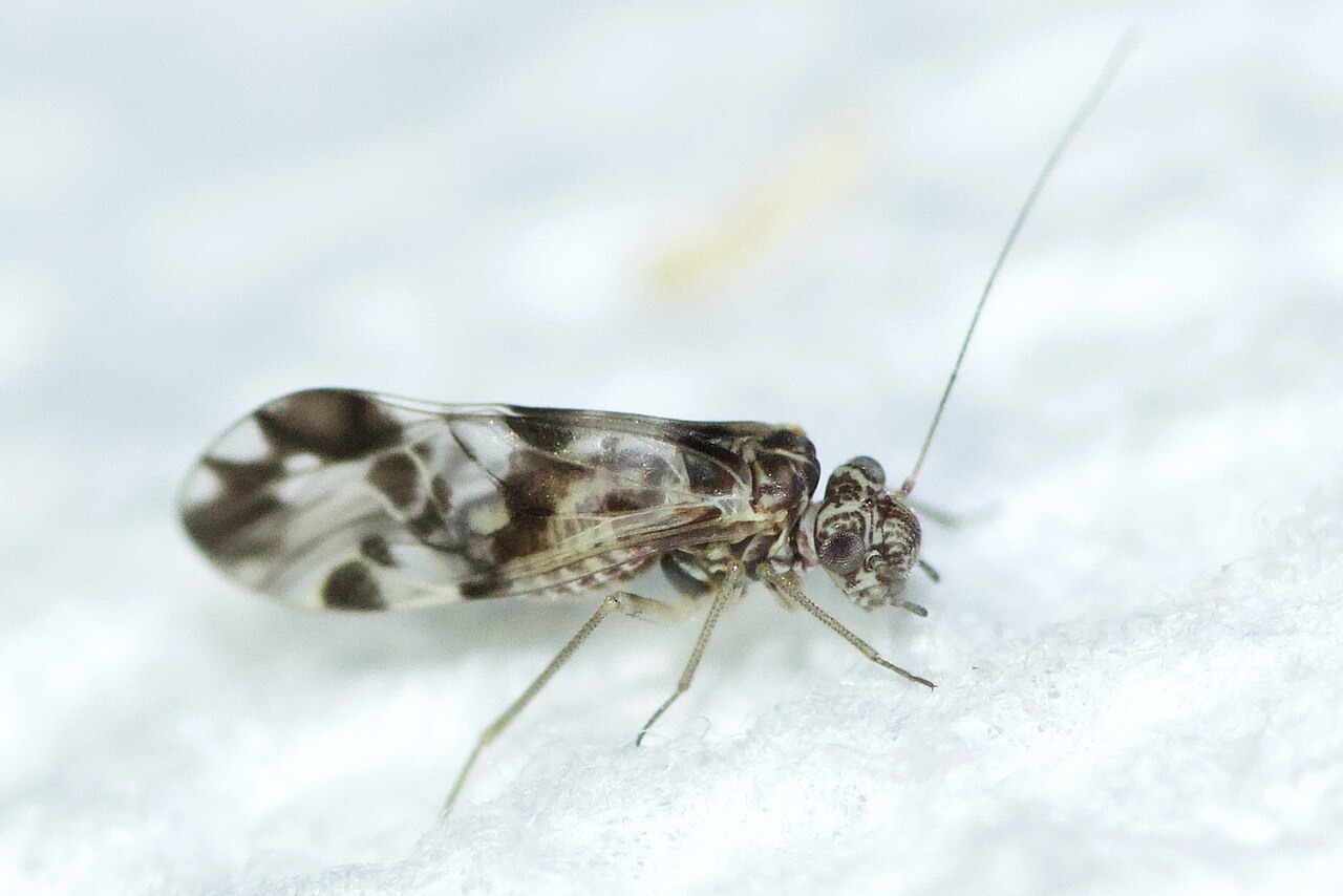 Ptycta polluta - inat 222383472.jpg