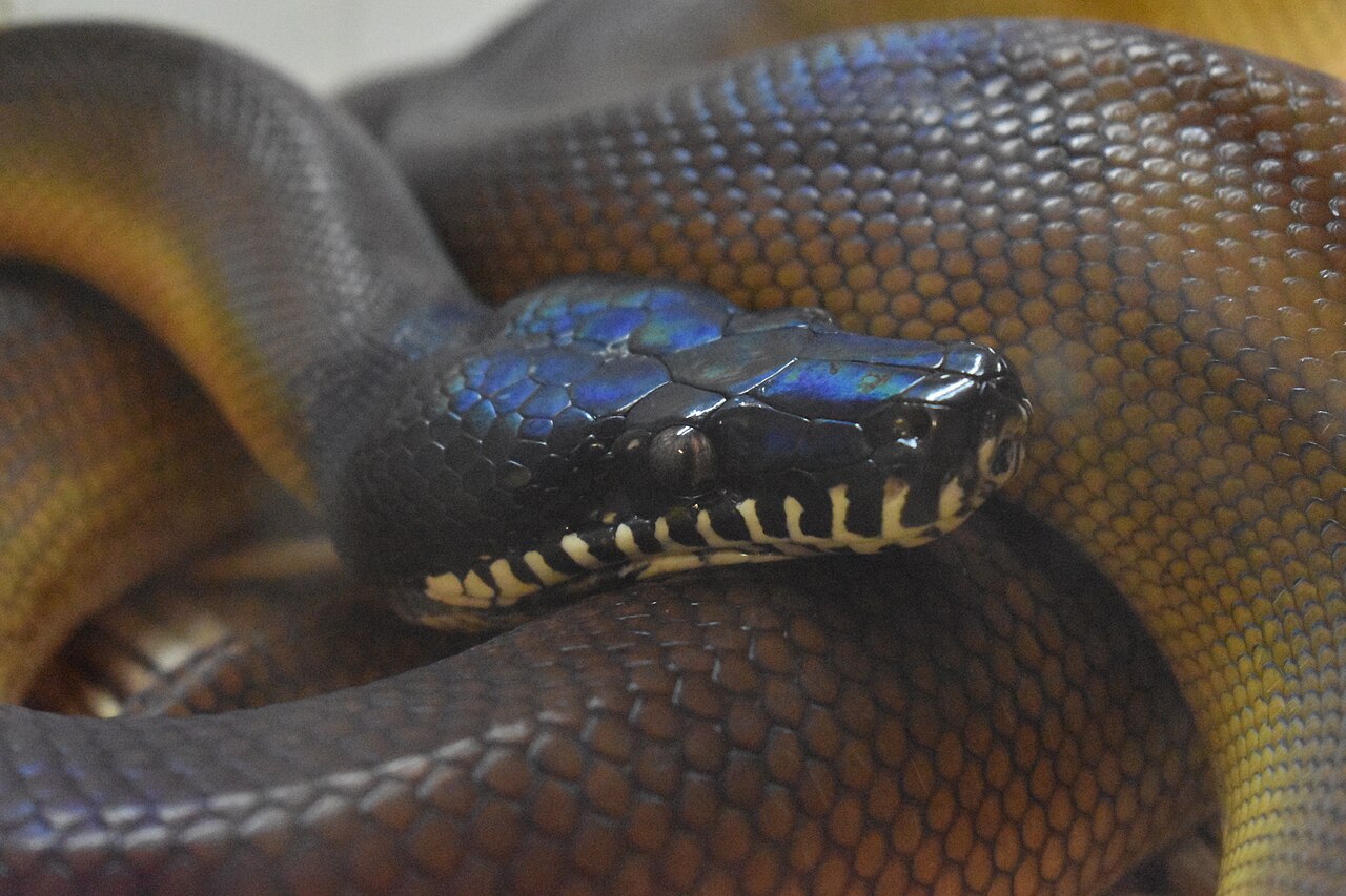 Ferme des Reptiles - Bothrochilus albertisii 03.jpg