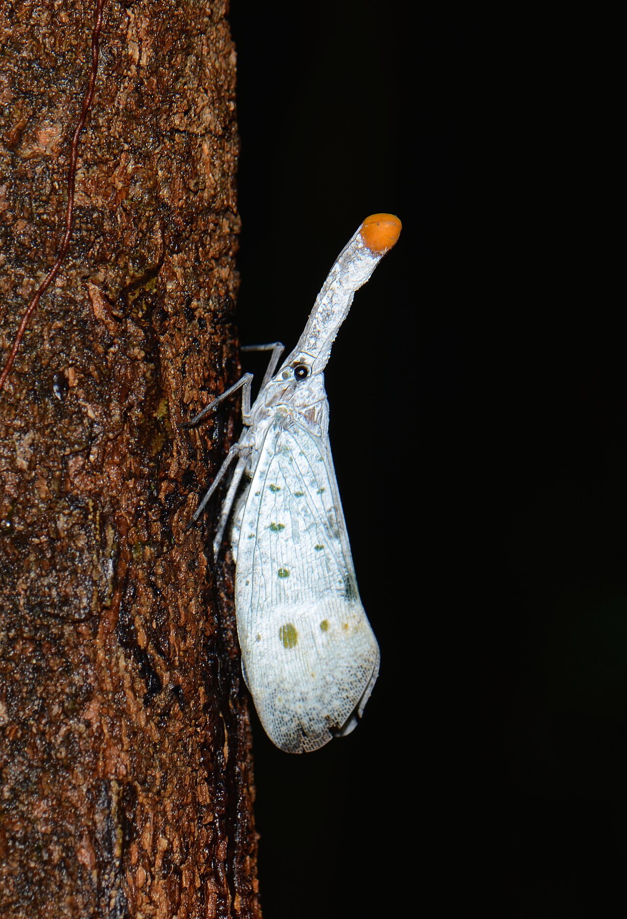 Lantern fly (Pyrops ruehli?) (23948833400).jpg