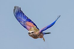 Purple roller in flight in Etosha National Park, Namibia