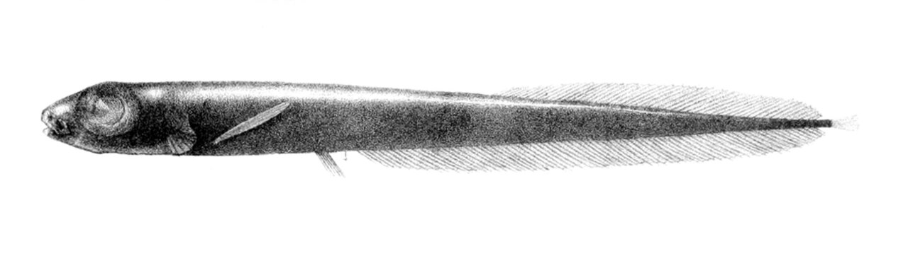 Leptoderma macrops1.jpg