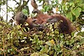 Orangutan laying on a pillow made of twigs