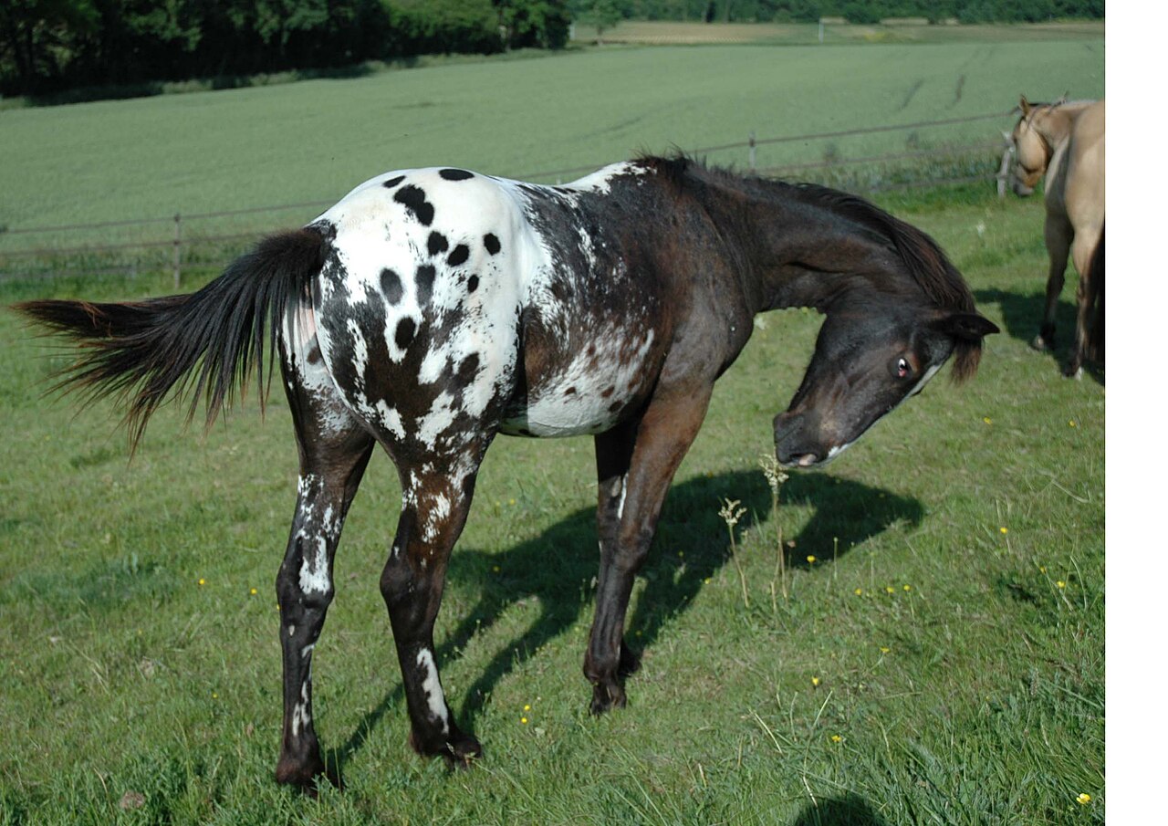Appaloosa46-2.jpg