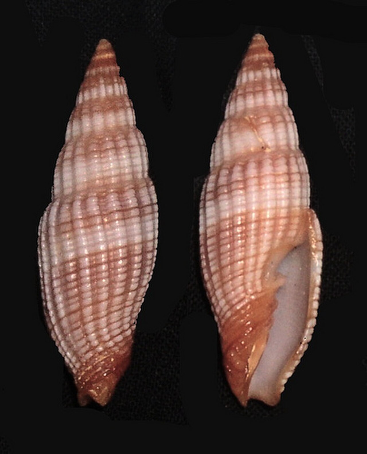 Mitra pyramis 001.jpg