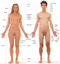 Labels of human body features displayed on images of actual human bodies, from which body hair and male facial hair have been removed