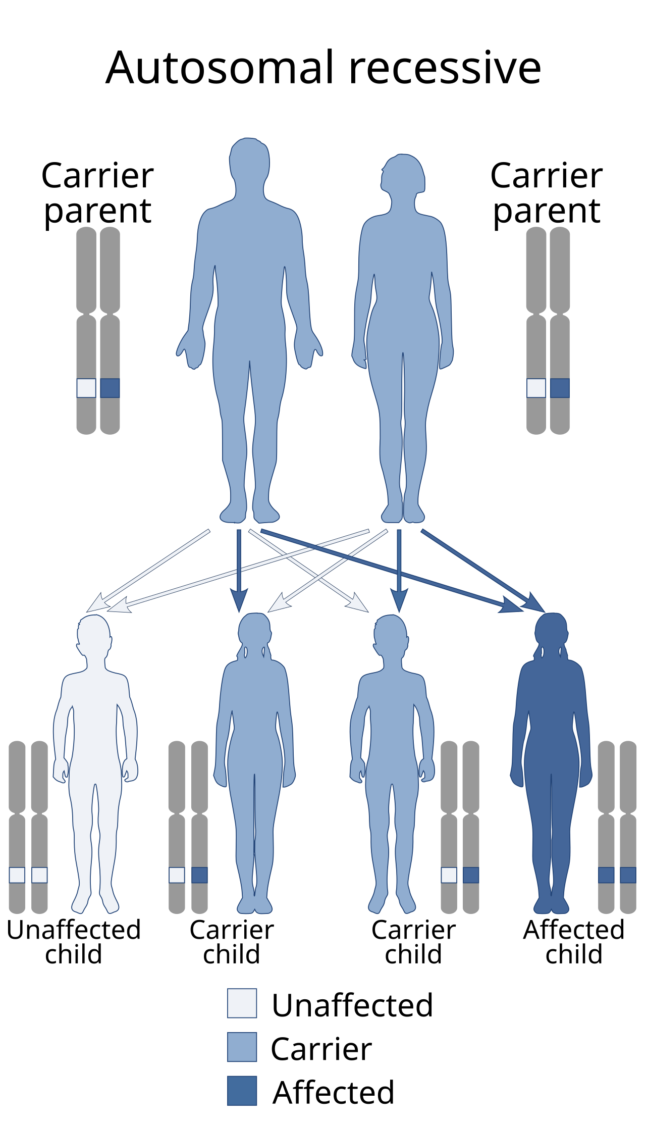Autosomal recessive - en.svg