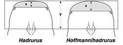 Distances between the lateral and median eyes and the anterior edge of the carapace in the genera Hadrurus and Hoffmannihadrurus.