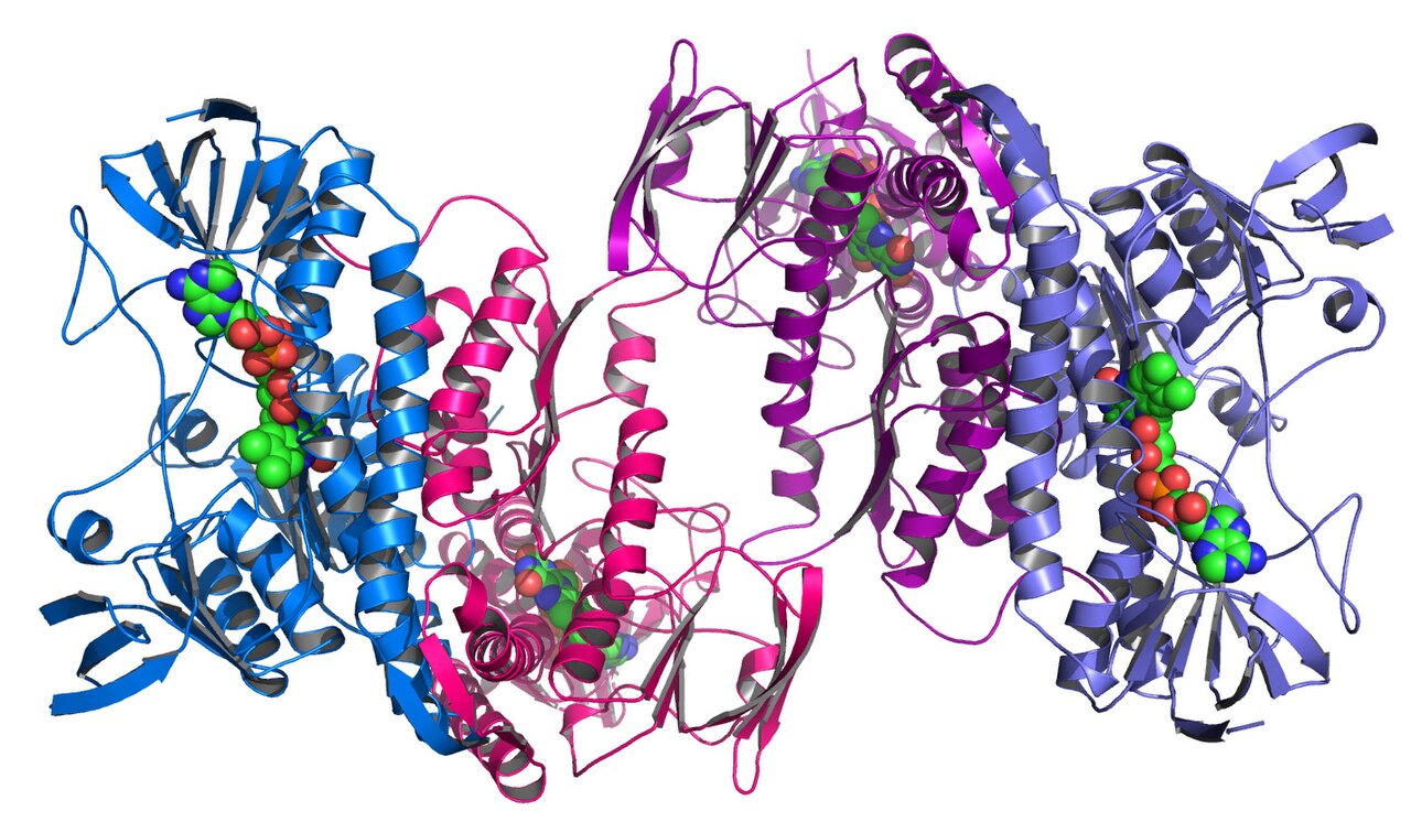 Argonne's Midwest Center for Structural Genomics deposits 1,000th protein structure.jpg