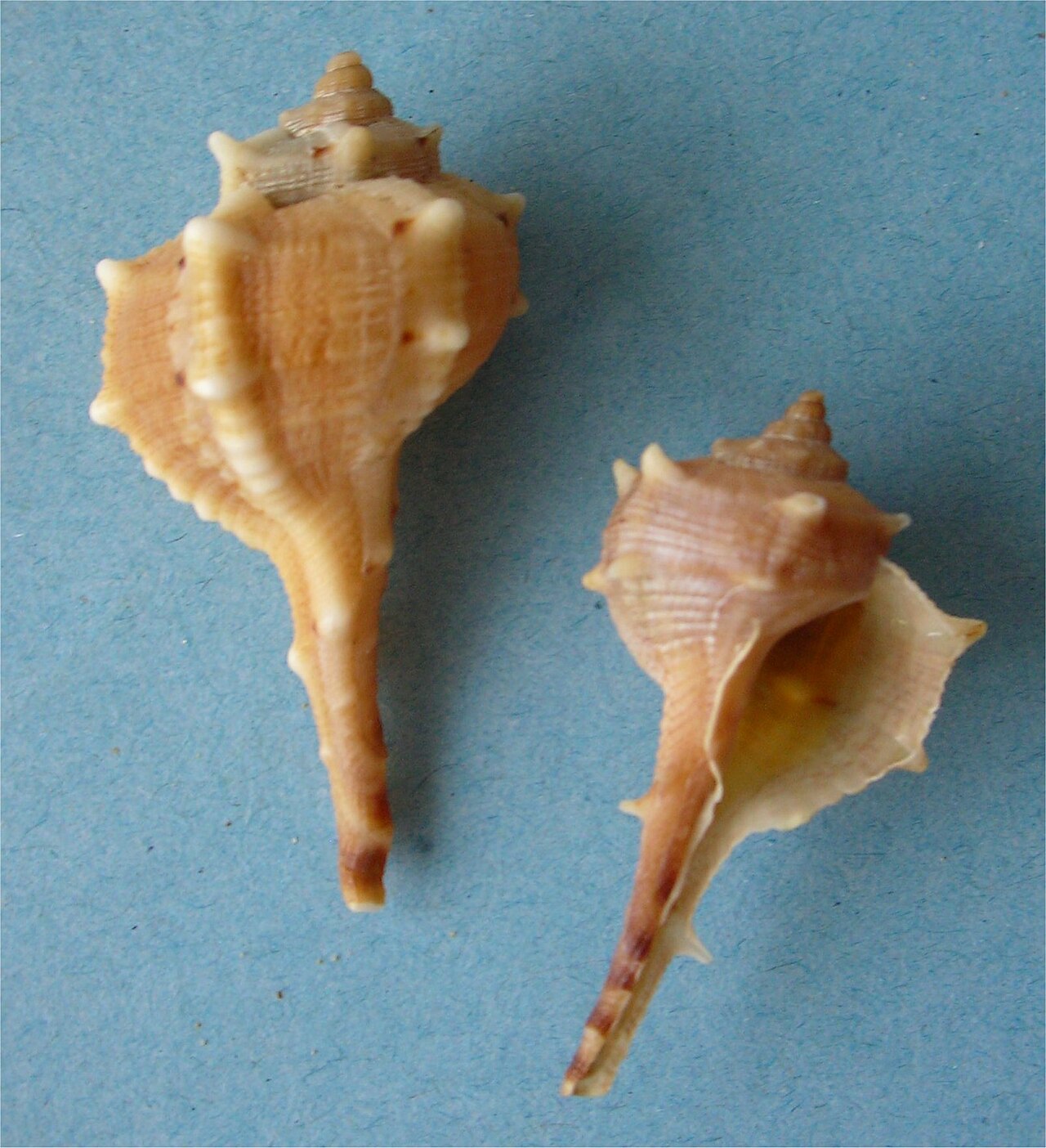 Haustellum brandaris 000.jpg