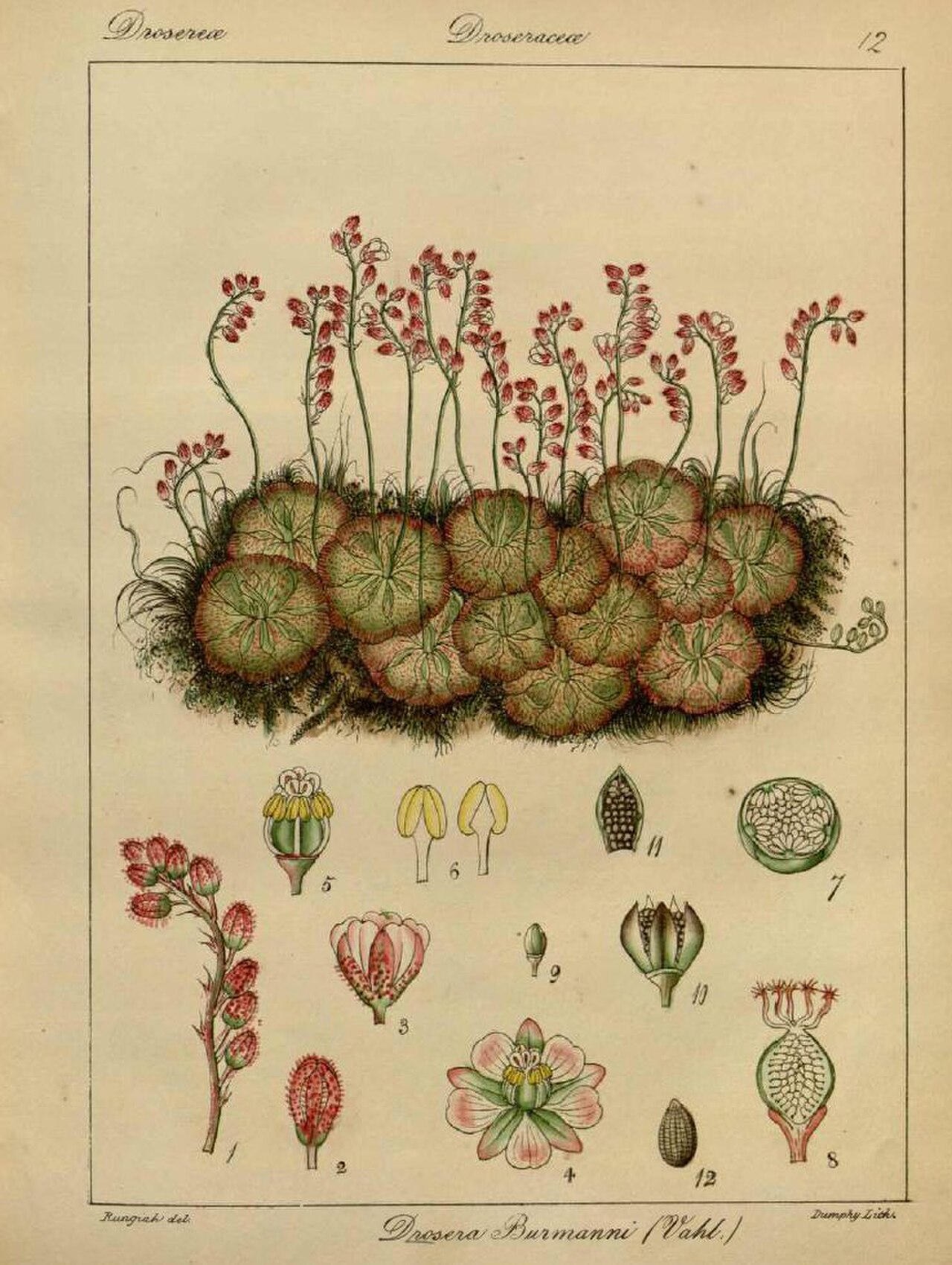 Drosera burmanni00.jpg