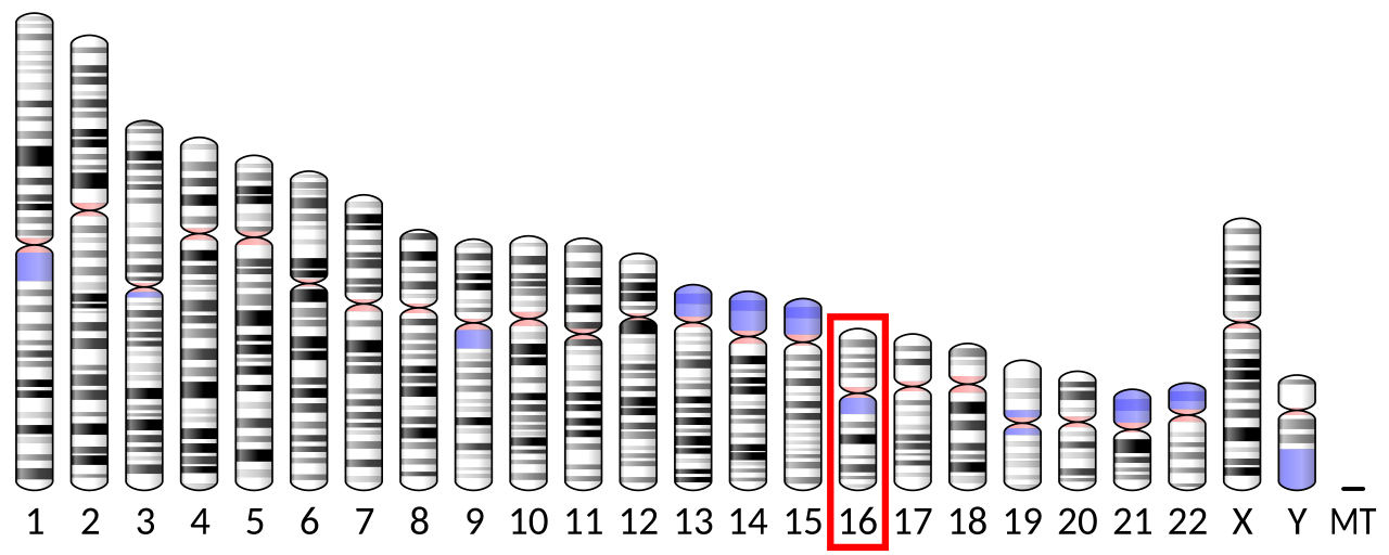 Ideogram human chromosome 16.svg