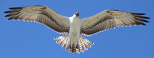 Caribbean osprey (P. h. ridgwayi)