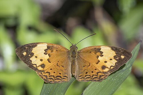 C. e. erymanthis, Taiwan