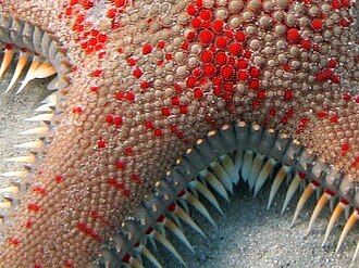 Astropecten aranciacus ossicles