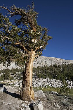 A Foxtail Pine in the southern Sierra Nevada