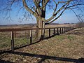 Mature tree in winter, Kentucky