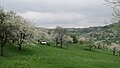 An orchard meadow