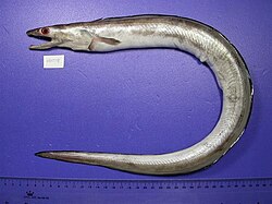 Muraenesox cinereus (Muraenesocidae)
