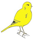Drawing of an 'ideal' Fife Canary