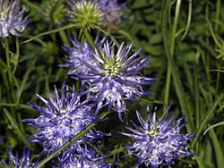 Phyteuma scheuchzeri
