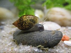 Physella acuta seen from the right, sitting on a small grey rock inside an aquarium