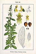 Figure of S. recta from Deutschlands Flora in Abbildungen, 1796.