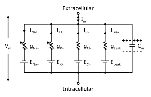 Circuit diagram depicting five parallel circuits that are interconnected at the top to the extracellular solution and at the bottom to the intracellular solution.