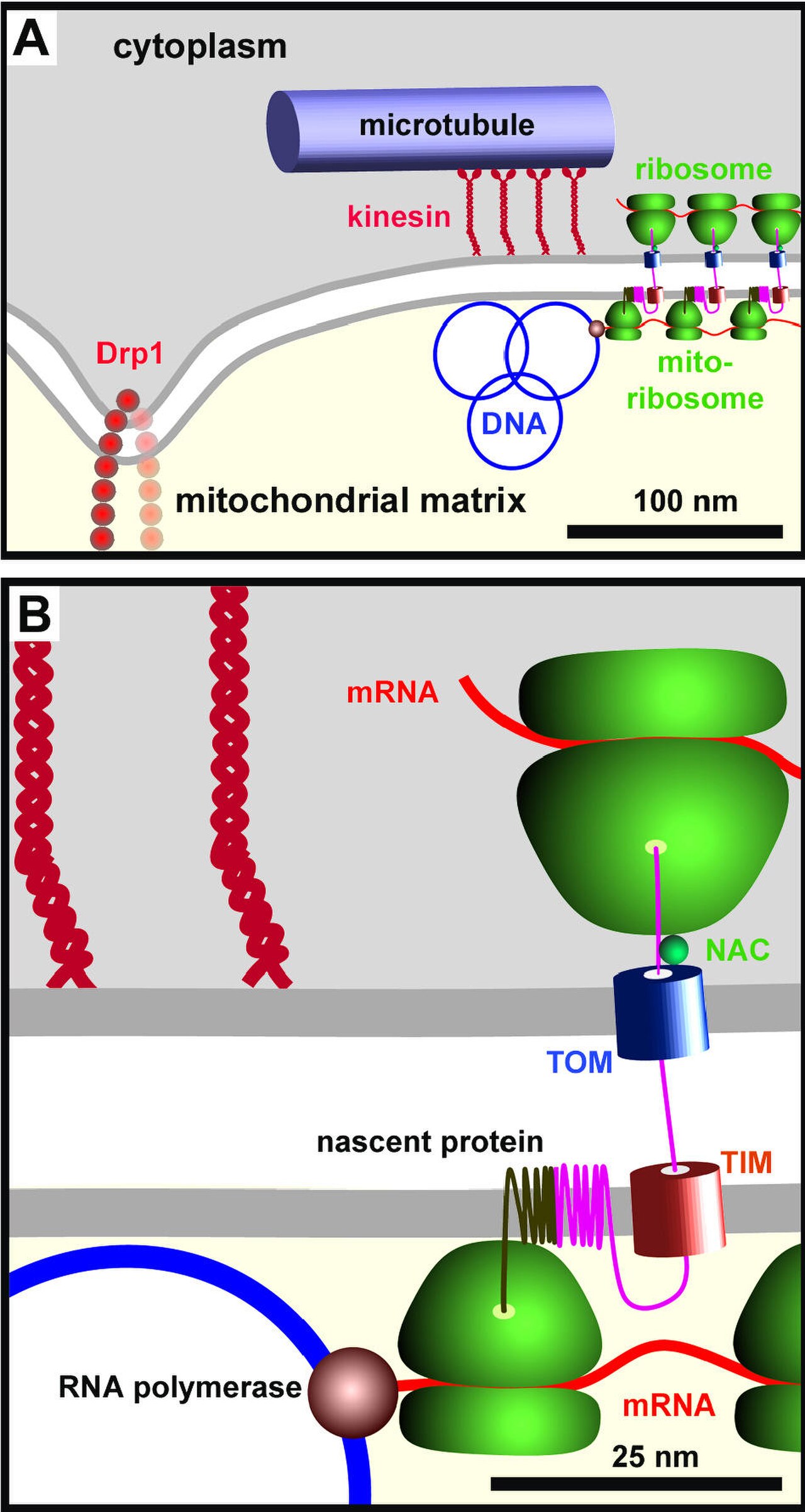 Mitochondrial dna organization cartoon.jpg