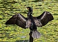 Great cormorant at Tennōji Park in the horaltic pose