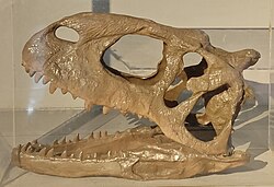 Profile picture of the skull with the left side visible