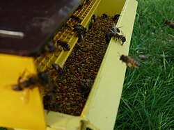 A pollen trap