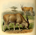 Illustration of T. o. oryx