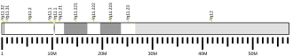 Y chromosome (human)