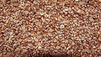 Closeup picture of kodo millet