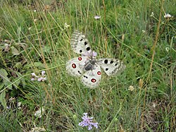 Apollo Butterfly in Gran Sasso